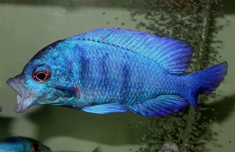 Placidochromis sp. 'phenochilus gissel'